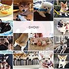 洛阳【同城有门店】贵宾幼犬价格洛阳贵宾
