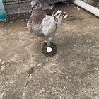 红二线圆环鸽子