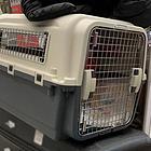 沧州黄骅托运{猫狗}活体运输邮寄（承接所有活体运输安全202