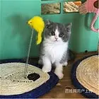 浙江嘉兴包子脸蓝白猫特价转让