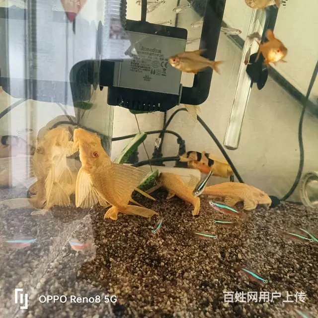灯鱼的图片