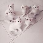 【搞定了！】家养小猫一窝6只