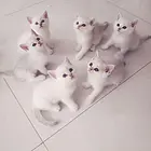 【搞定了！】家养小猫一窝6只