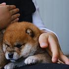 吐鲁番纯种柴犬出售，柴犬要怎么喂养