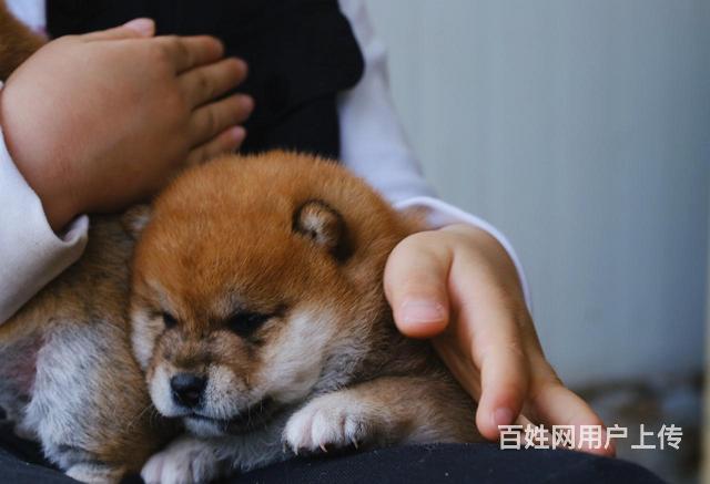 白银纯种柴犬出售，柴犬要怎么喂养的图片
