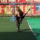 绵阳训犬学校