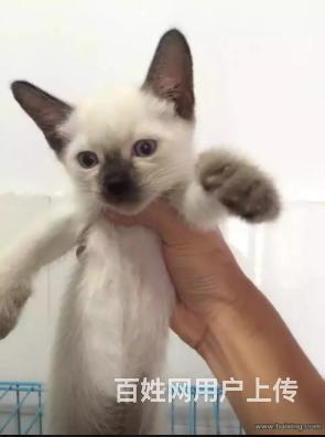 渭南暹罗猫价格_暹罗猫多少钱暹罗猫图片_纯种暹罗猫幼猫的图片