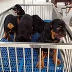 雅安犬舍推荐-正规养殖罗威纳的地方