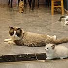 家养布偶猫