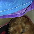只买爱犬人士非纯种蝴蝶犬
