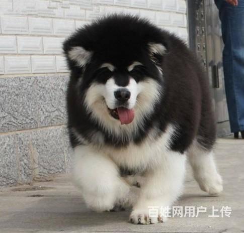 巨型阿拉犬舍 阿拉价格 阿拉斯加图片 阿拉斯加多少的图片