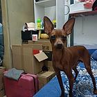 鹿犬