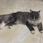 小偿森林猫