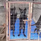 东德牧羊犬