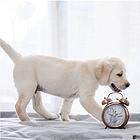 出售纯血统拉布拉多犬 可办理证书保证健康