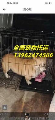 浦北宠物托运{猫狗}活体运输邮寄高效率2022/今日/浦北