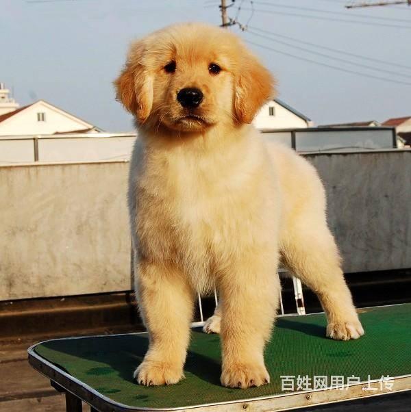 纯种金毛犬赛级金毛小狗多少钱北京金毛幼犬