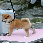 高品质柴犬萌宠 基地直销 保纯种健康 欢迎实地挑选