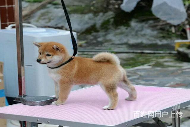 高品质柴犬萌宠 基地直销 保纯种健康 欢迎实地挑选的图片