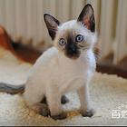 精品繁殖暹罗猫 品相佳 疫苗驱虫全无廯 签协议