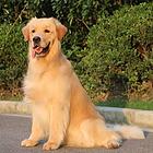 无锡金毛犬舍位置 本地金毛犬舍地址在哪儿