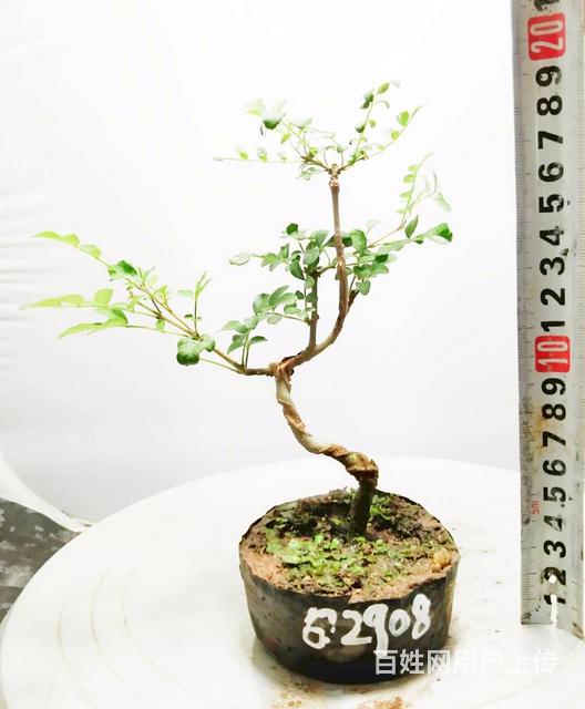 中国小叶平枝荀子栒子生产基地淘宝网盛世鑫毅植物园