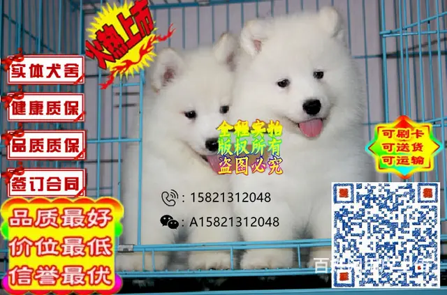 精品萨摩纯种微笑天使 双眼皮品相好 签协议保健康的图片