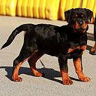 纯种罗威纳犬 德系罗威纳 2到3个月幼犬 健康保证
