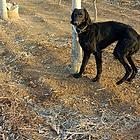 猎梗犬，母。电话
