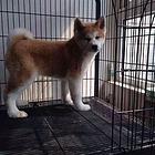 宜昌【*推荐】秋田犬舍‖秋田养殖场