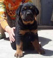 纯种罗威纳幼犬出售 驱虫疫苗已做好 全国送货上门
