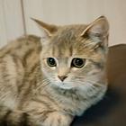 【搞定了！】找能疼爱猫咪的主人