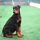 纯种杜宾犬 哪里杜宾便宜 杜宾多少钱
