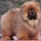 纯种肉嘴松狮幼犬多窝出售公母均有 签保障协议