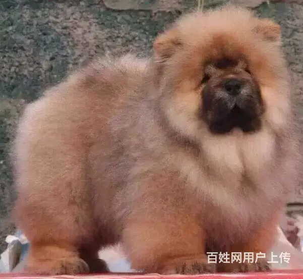 纯种肉嘴松狮幼犬多窝出售公母均有 签保障协议的图片