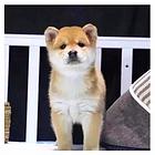 邵阳出售纯种可爱的精品小柴犬 柴犬图片 柴犬多少钱