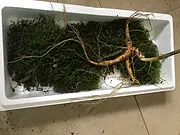 人参