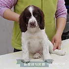 [货到付款犬舍]三门峡有史宾格卖吗 史宾格多少钱