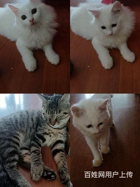 【搞定了！】三个月小猫免费送送送急急急的图片