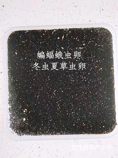 蝙蝠蛾虫卵的图片