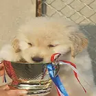 大头枫叶大型犬金毛来了 春天首选 金毛专区