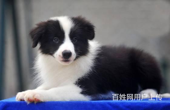 纯种边境牧羊犬 黑色黄白陨石色边牧幼犬的图片