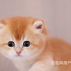 青海果洛纯血12色金渐层多少钱一只