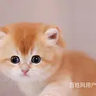 湖北宜昌双血统12色金渐层放心购买