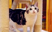 哪里有卖英国美国短毛的 短毛猫多少钱一只