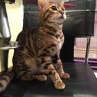 哪里有孟加拉豹猫卖的 豹猫性格怎么样 包纯种健康