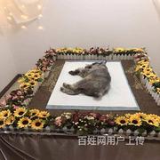 包头专业宠物殡葬公司,包头宠物殡葬电话（25秒前更新