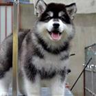 威海【阿拉斯加犬舍】地址 阿拉斯加一般价位