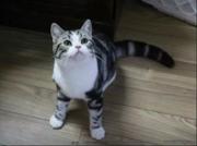 泉州美短猫舍位置 本地美短猫舍地址在哪儿