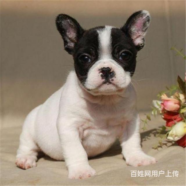 绵阳哪里有卖纯种法斗的狗场基地，本地法斗价格的图片